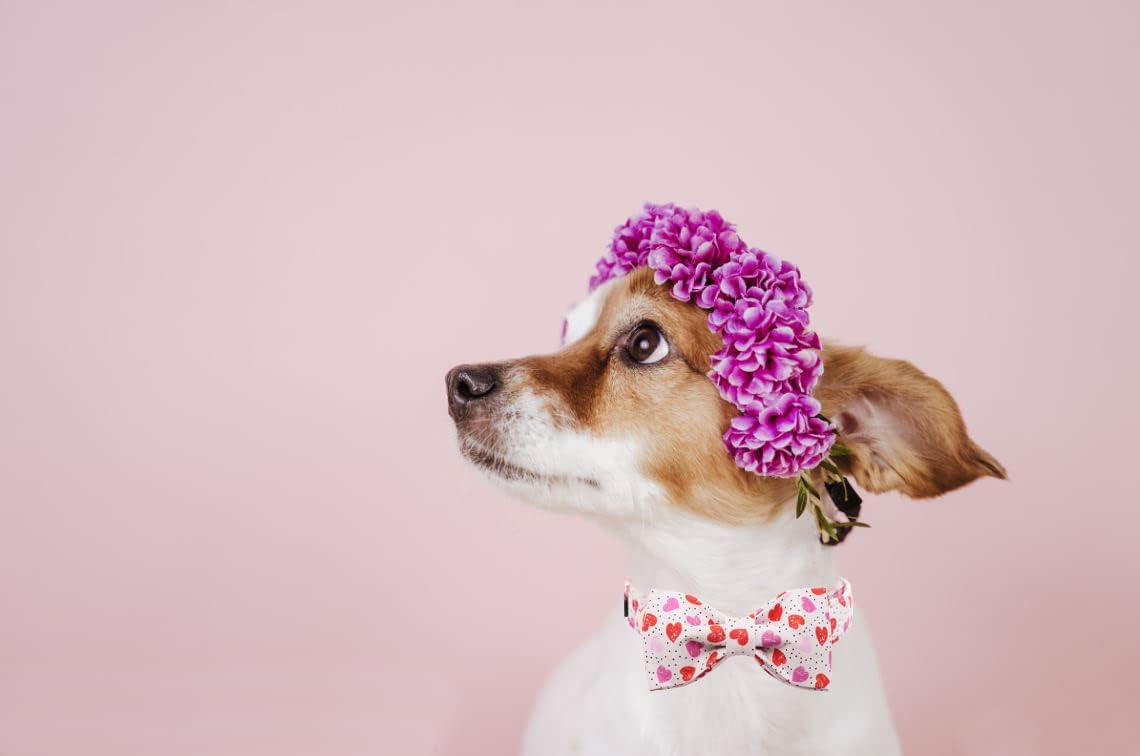 Lionet Paws Valentines Day Dog Collar with Bowtie, Dog Bowtie Collar with Metal Buckle for Dogs, Adjustable Comfortable Dog Collar Girl Boy, S, Neck 10-16 in