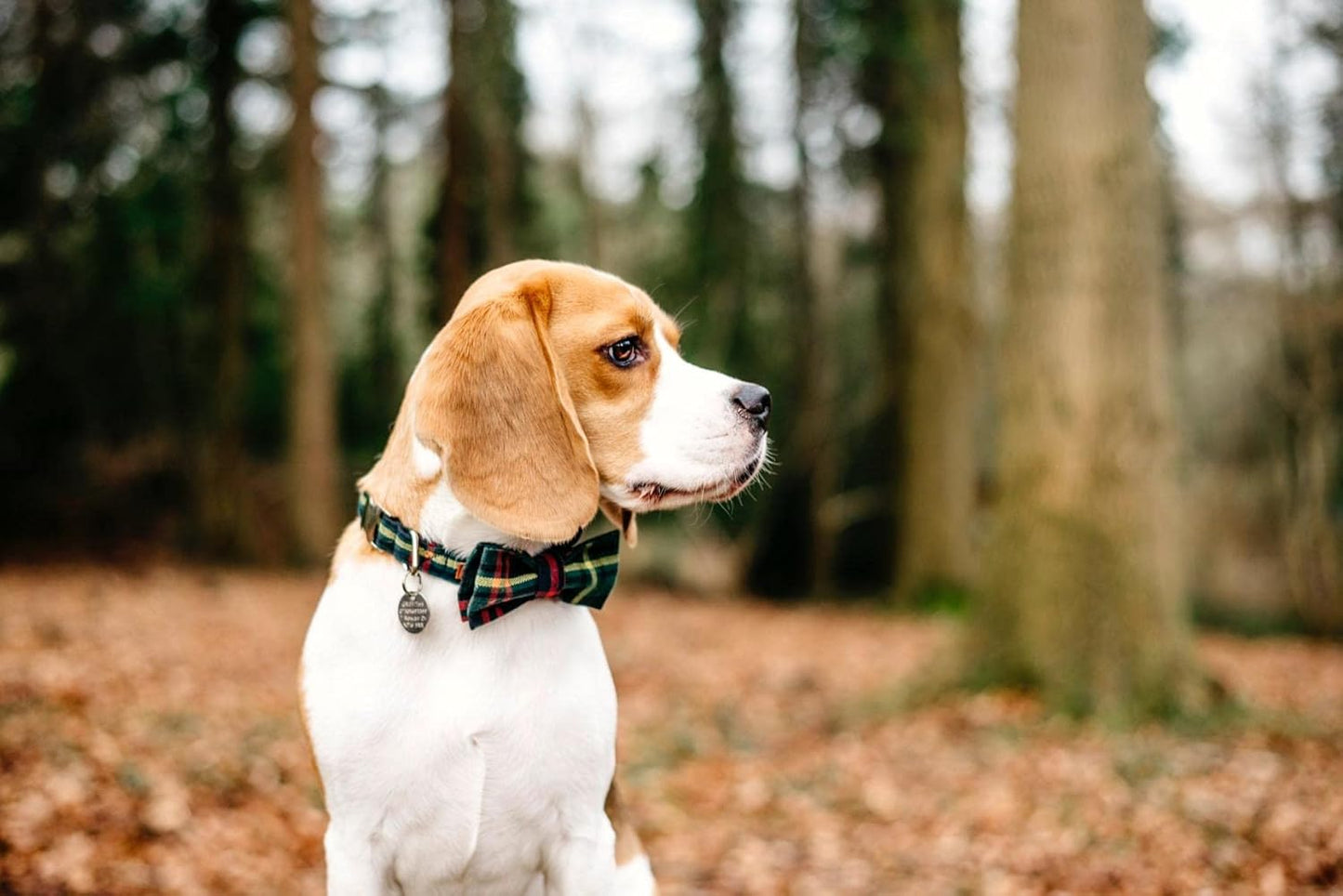 Lionet Paws Christmas Dog Collar with Bowtie Durable Adjustable Handmade Comfortable Bow Tie Dog Collar Green with Metal Buckle for XL Dogs,Girl Boy,Party,Festival,Holiday Style,Neck 16-26in