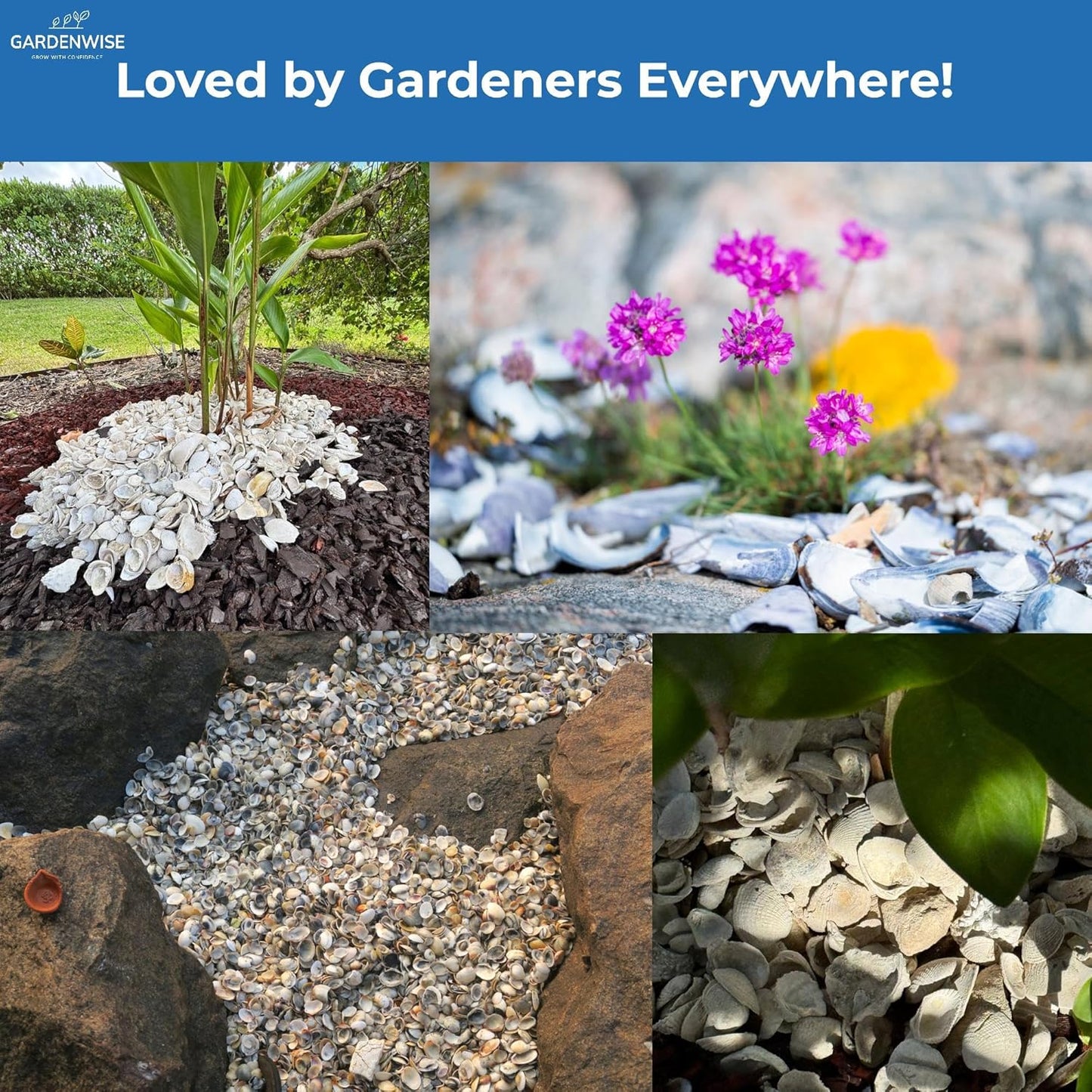 Natural Organic Sea Shell Mulch for Gardens and Landscaping – Decorative and Nutrient-Rich, 0.5–3-Inch Shells, Perfect for Indoor and Outdoor Use (0.2 CF - 4.8 L - 5 QTS)