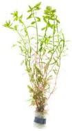 SubstrateSource Live Aquarium Stem Plants - Freshwater Aquatic Plant for Fish Tanks, Aquascaping - (Rotala Ceylon, 4 Bunches)