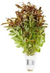 SubstrateSource Live Aquarium Stem Plants - Freshwater Aquatic Plant for Fish Tanks, Aquascaping - (Needle Leaf Ludwigia Arcuata, 4 Bunches)