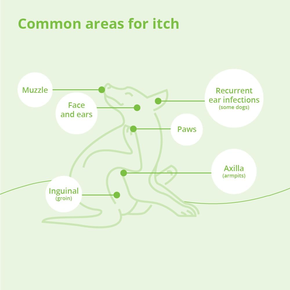 DermAllay Oatmeal Shampoo, 12 Ounce
