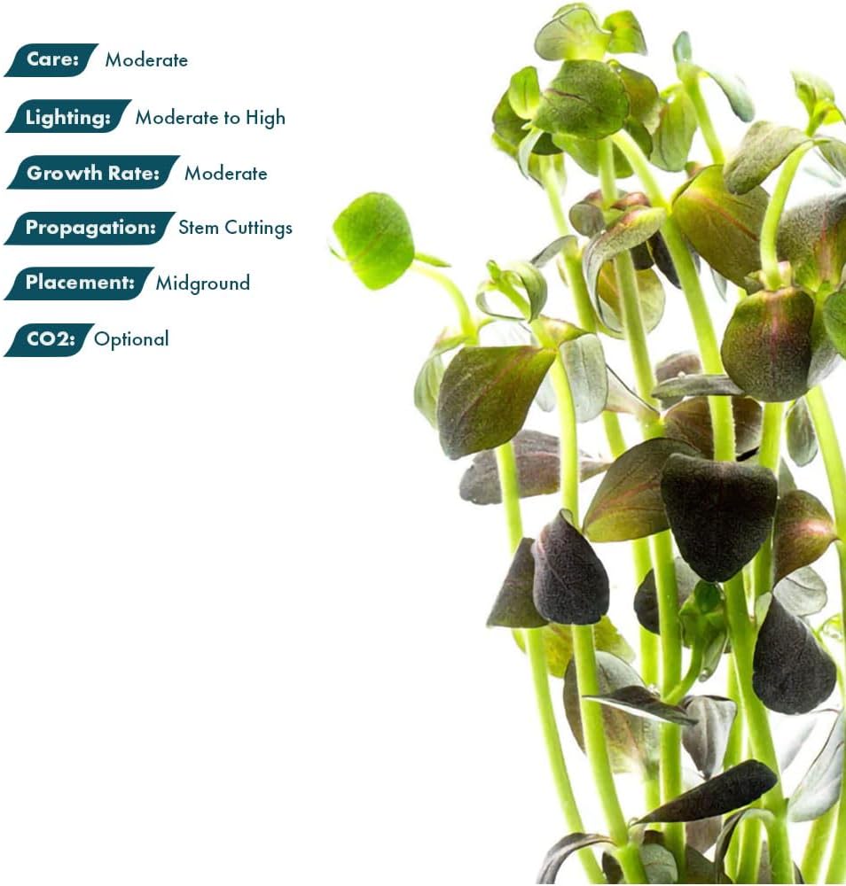 SubstrateSource Live Plant - Purple Bacopa (Bacopa salzmannii) - Moderate Care, Moderate to High Light, Purple and Violet Accent, Freshwater Aquatic Plant for Aquascaping - Lead Bunch