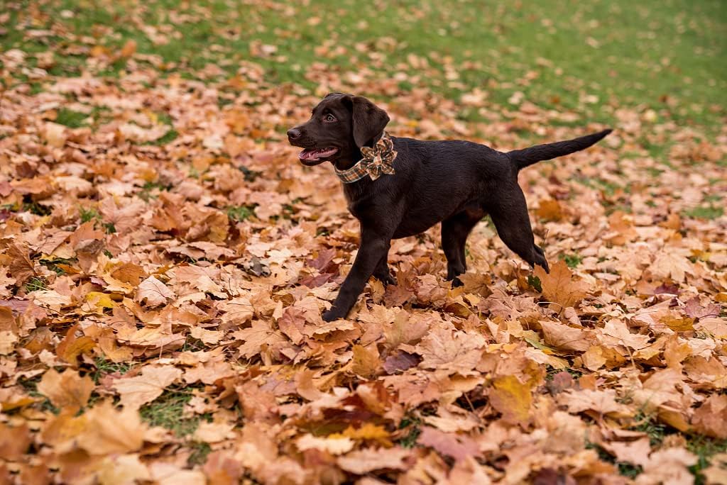 Lionet Paws Dog Collar with Flower - Cute Cotton Adjustable Flower Dog Collar with Metal Buckle for Large Dog Girl Gift, XL, Neck 16-26in