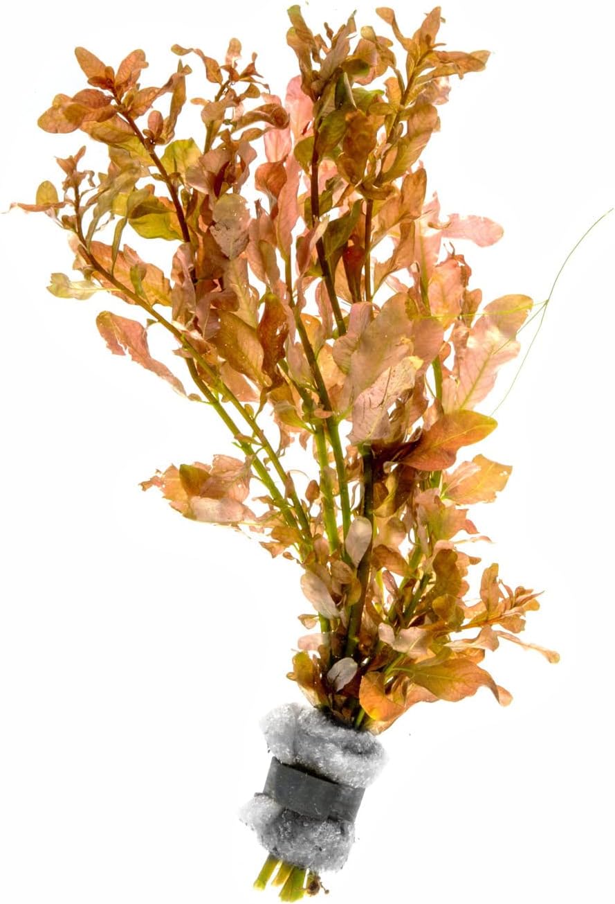 SubstrateSource Live Aquarium Stem Plants - Freshwater Aquatic Plant for Fish Tanks, Aquascaping - (Moneywort Bacopa Monnieri, 1 Bunch)