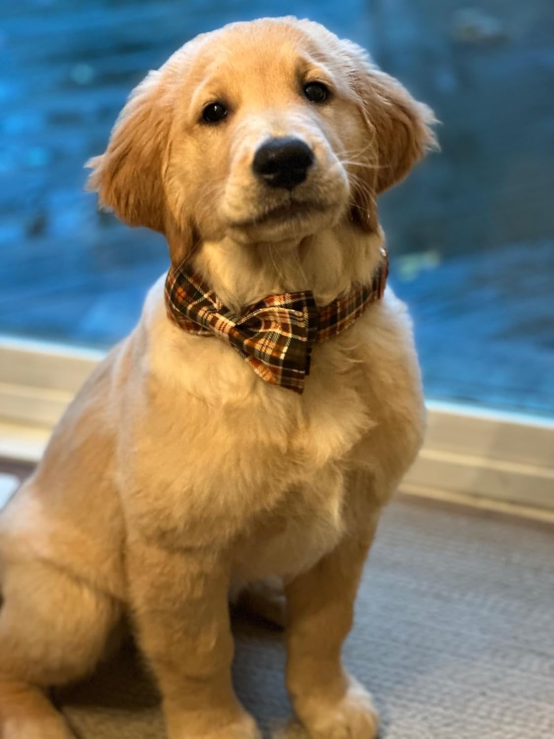 Lionet Paws Halloween Dog Collar with Bowtie - Cute Cotton Adjustable Fall Bowtie Dog Collar with Metal Buckle for Small Medium Large Dog Girl Boy Gift, L, Neck 16-24in