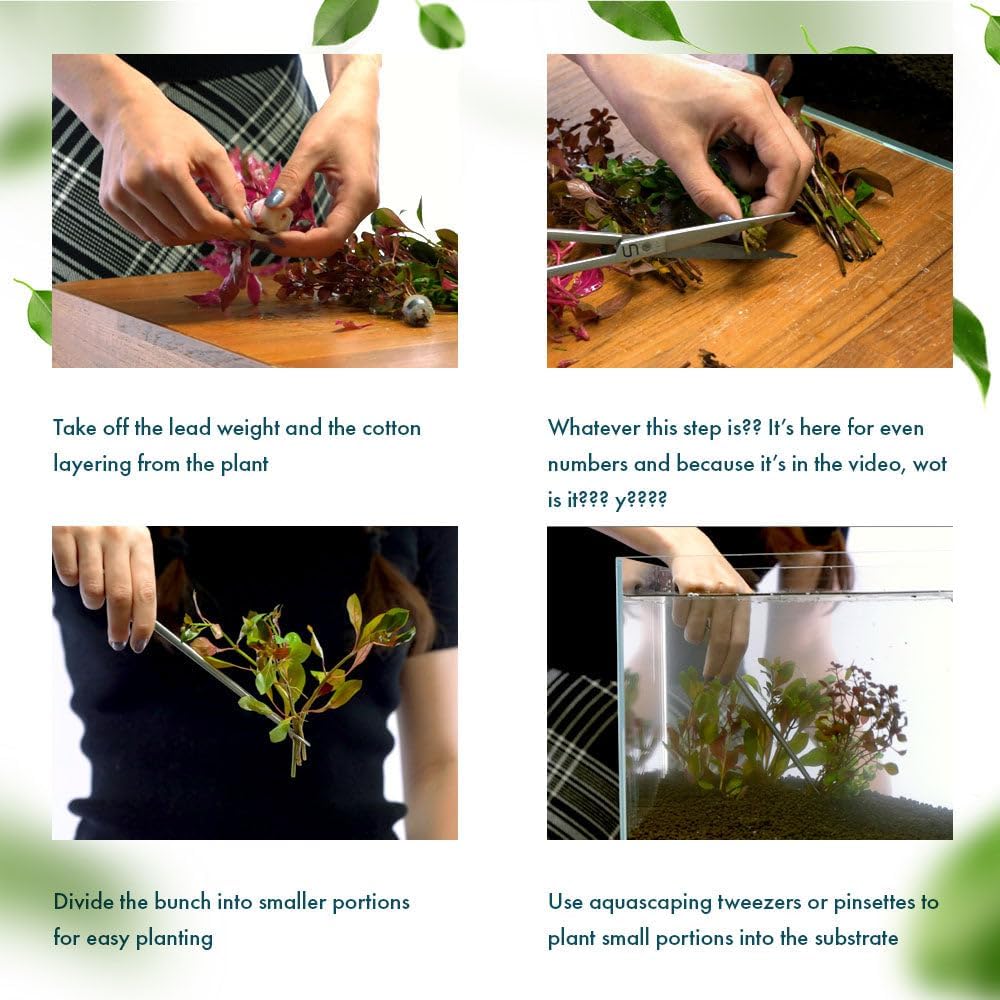 SubstrateSource Live Plant - Ludwigia Inclinata 'Green' - Moderate Care, High Light, Bright Green Accent, Freshwater Aquatic Plant for Aquascaping - Lead Bunch