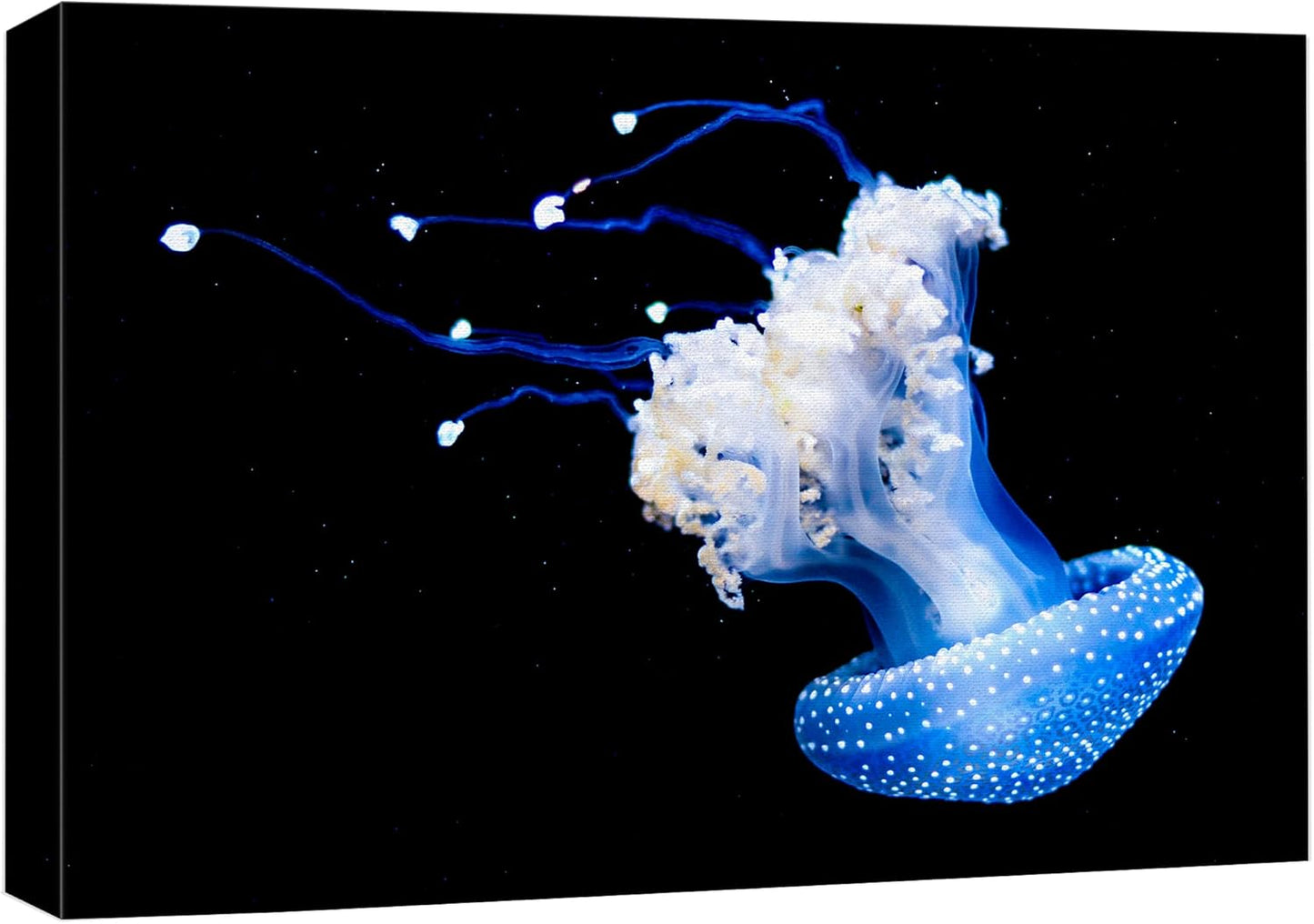 wall26 Canvas Print Wall Art Mystic Fantasy Tropical Blue X-Ray Jellyfish Nature Animals Photography Realism Rustic Scenic Landscape Wilderness Colorful for Living Room, Bedroom, Office - 32"x48"