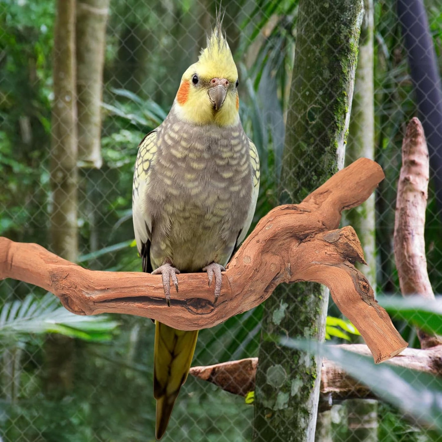 3-Piece Premium Bird Perch Stand with Natural Grape Wood Branch, Paw Grinding Fork, Chewing Stick, Cage Accessories for Parakeets, Budgies, Cockatiels, Finches, Lovebirds