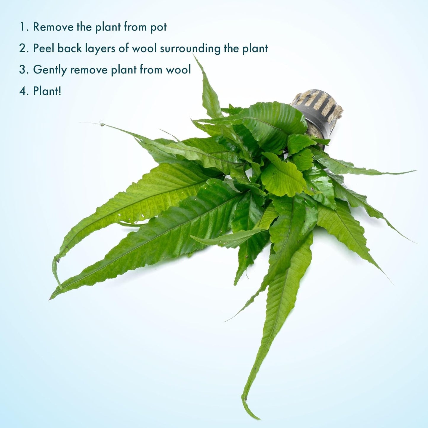 SubstrateSource Live Plants - El Niño Fern (Bolbitis heteroclita) - Midground to Background Epiphytic Rhizome for Low to Medium Light Aquascapes - Dark Green, Slow-Growing Accent - Pot