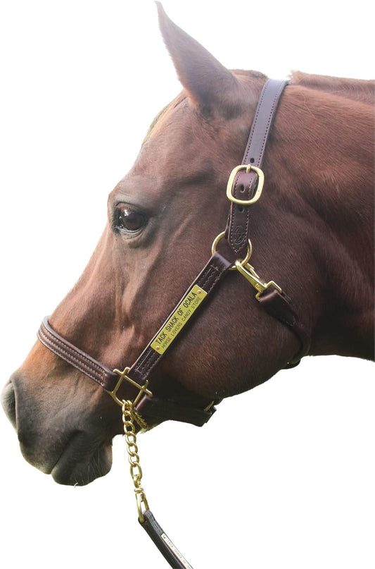 Leather Halter for Horses with Customized Engraved Name Plate Option Halter for Horse | Brown/Brass, Padded Halter (Blue or Green) Black/Brass, Black/Chrome Options