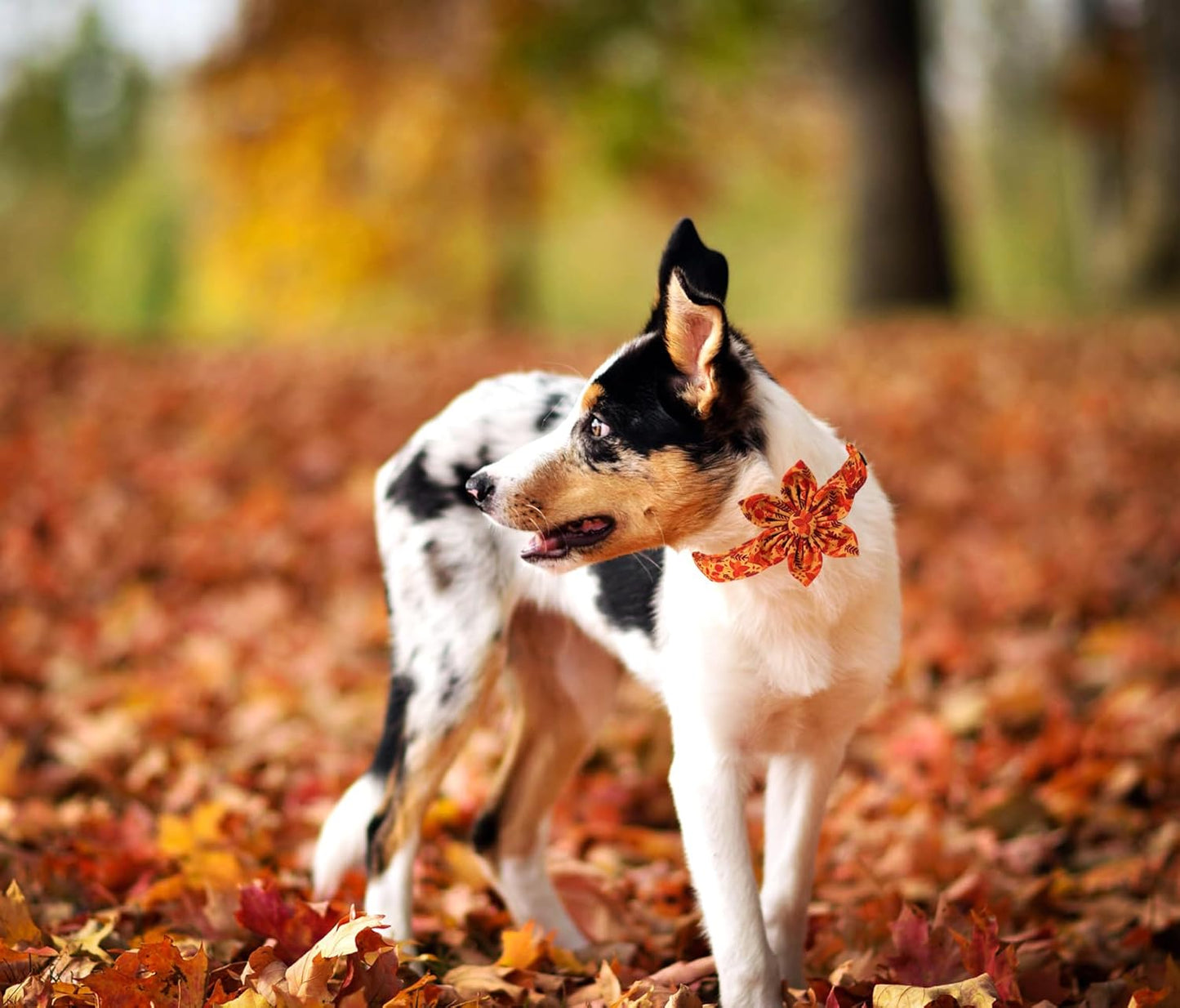 Lionet Paws Dog Collar with Flower - Cute Cotton Adjustable Flower Dog Collar with Metal Buckle for Large Dog Girl Gift, L, Neck 16-24in