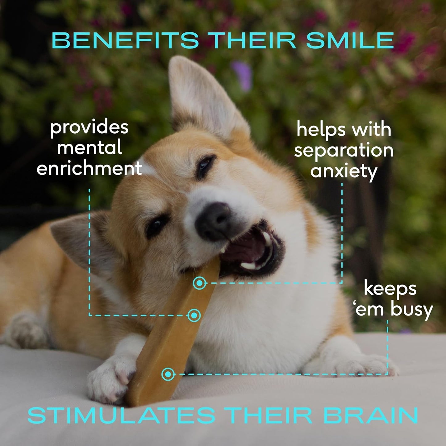 Native Pet Yak Cheese Himalayan Dog Chews - Long Lasting Dental Sticks for Medium Breeds – 100% All Natural Himalayan Yak Chews for Medium Dogs – Cheese Bone for Aggressive Chewers - 3 Per Pack