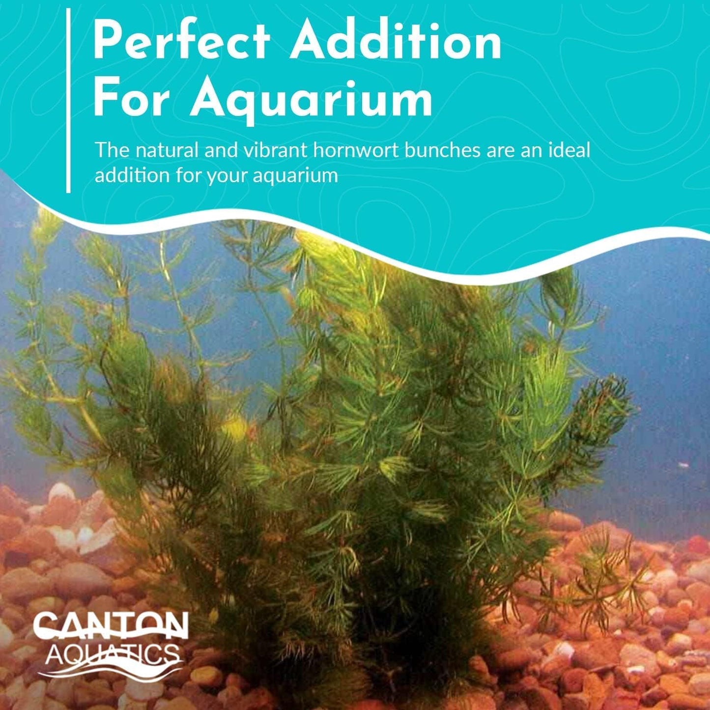 Live Aquarium Hornwort Coontail Bunch Plants - Excellent Oxygenator - Easy to Maintain Plant - Removing Excess Nitrates - Promote High Water Quality - 3-5 Stems Per Bunch - Pack 1