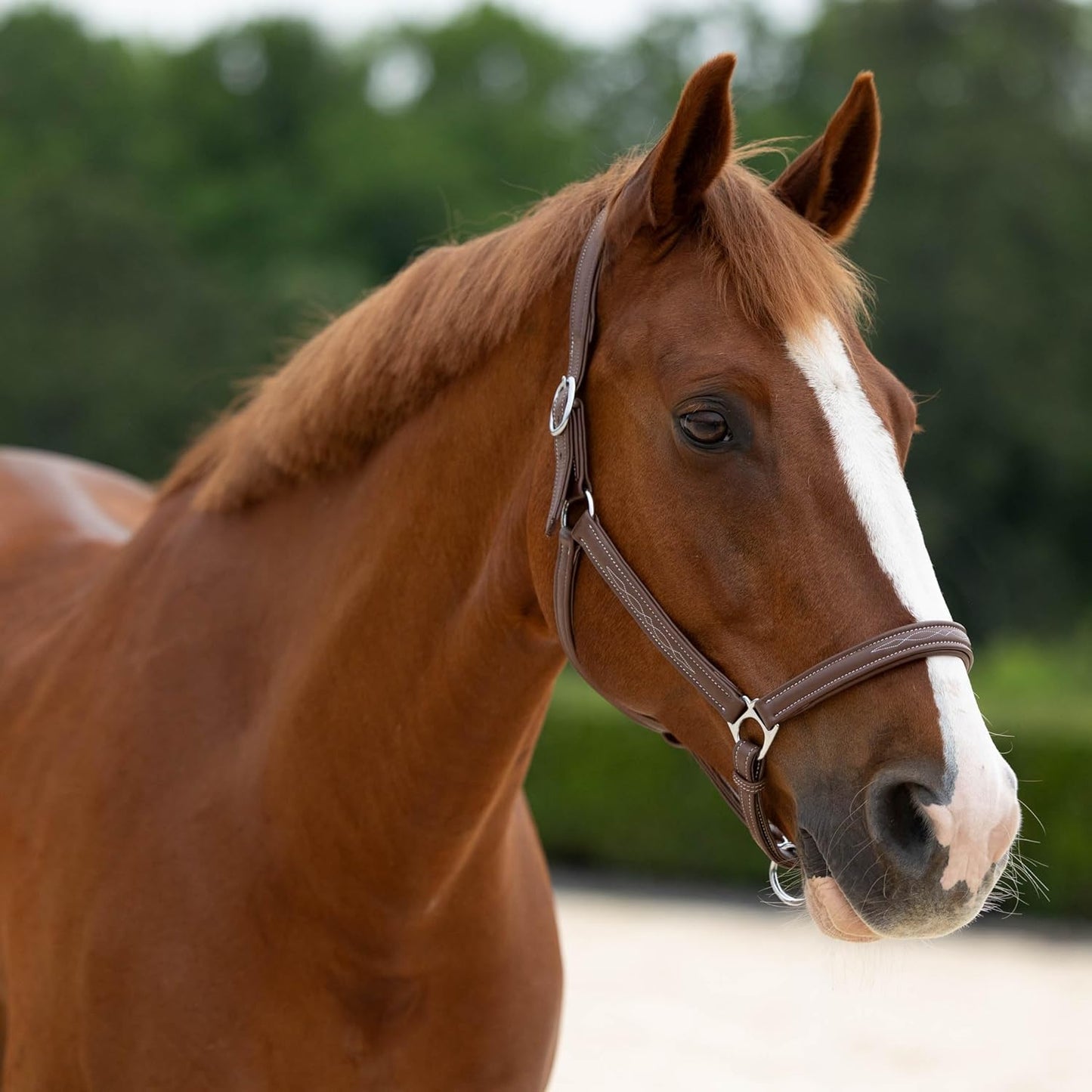 HORZE Warren Soft Adjustable Genuine Leather Horse Halter | Stainless Steel Hardware - Light Brown - Warmblood