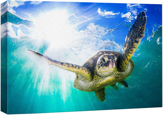 wall26 Canvas Print Wall Art Sunlight Tropical Ocean Underwater Turtle Nature Animals Photography Realism Rustic Scenic Landscape Wilderness Earth Colorful for Living Room, Bedroom, Office - 12"x18"