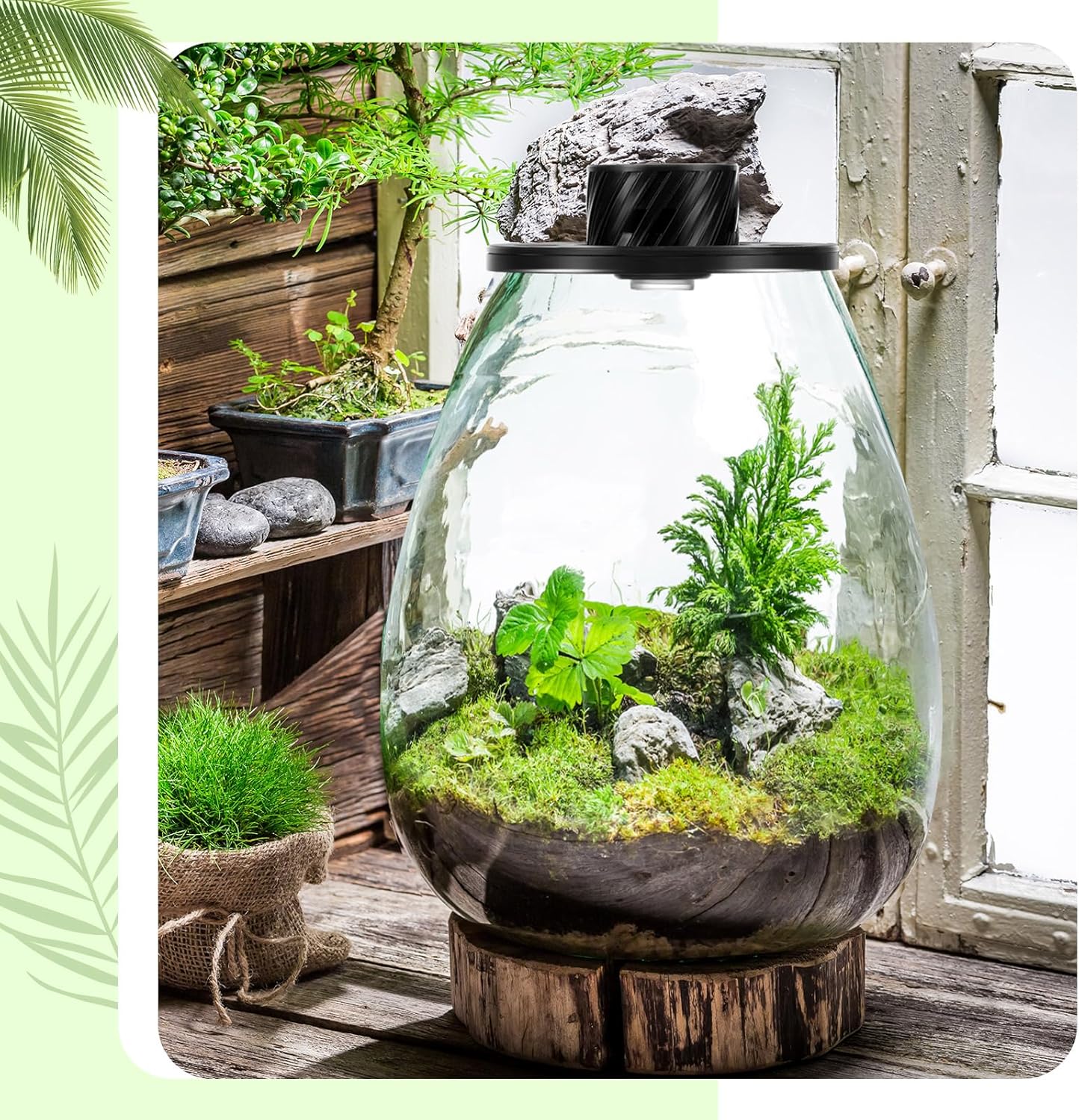 Maxdot Glass Plant Terrarium Kit with Light for Succulent, Moss, Miniature Gardening Landscape, Betta Fish Tank, Office Home Decoration, Plant Lovers Gifts (6.9 x 7.8 Inch)