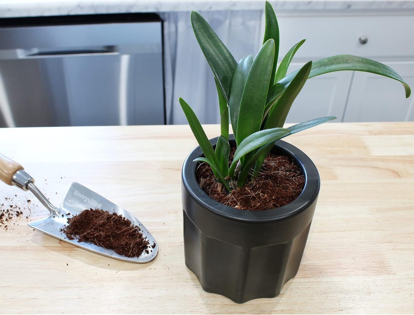 Loose Coconut Coir Mix (8 Quarts), Coconut Coir for Home Gardening - All Natural Soil additive - pH Balanced and Double Washed Coco Peat