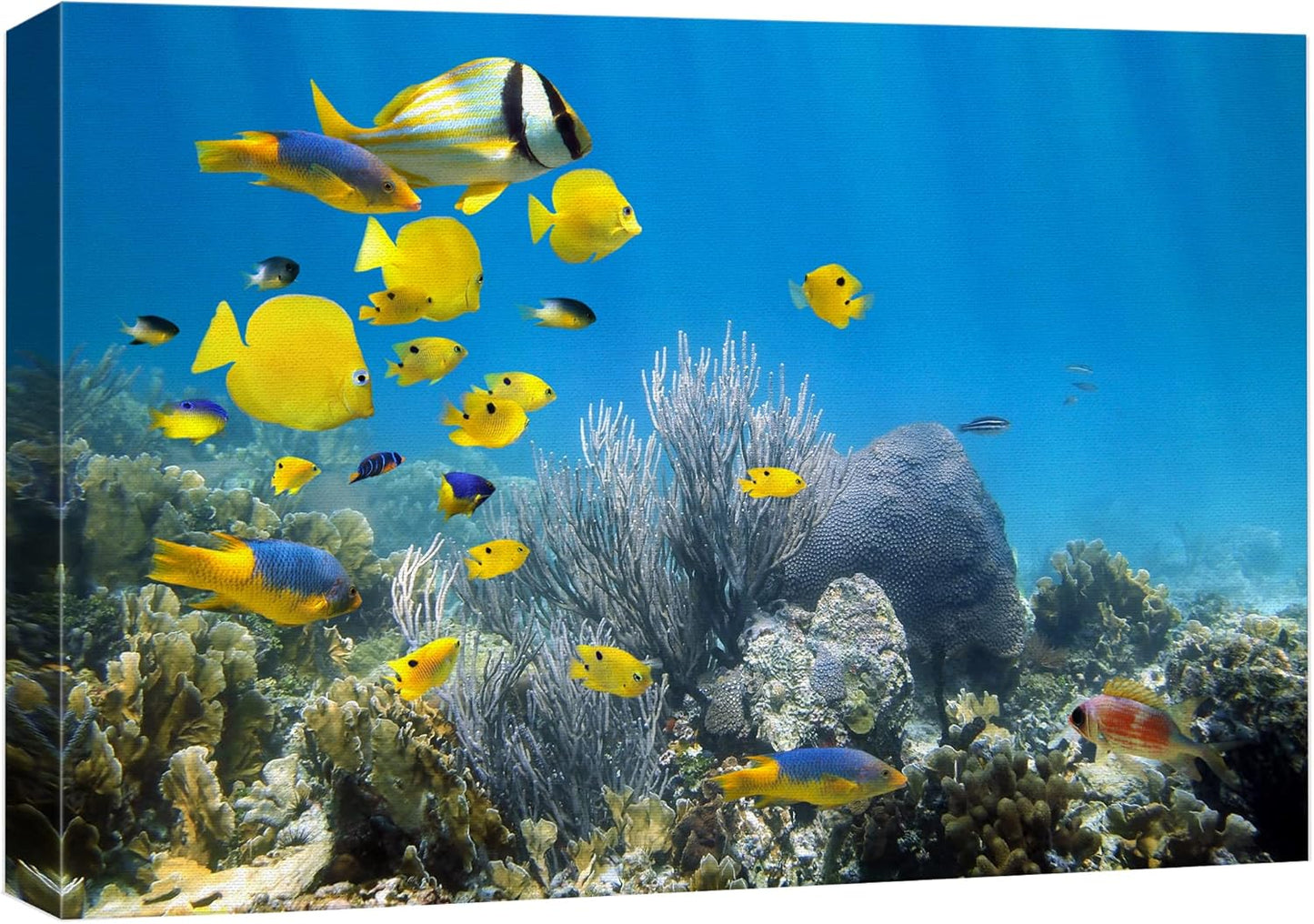 wall26 Canvas Print Wall Art Yellow School of Fish with Blue Coral Reef Nature Ocean Photography Realism Nautical Scenic Relax/Calm Multicolor Ultra for Living Room, Bedroom, Office - 12"x18"