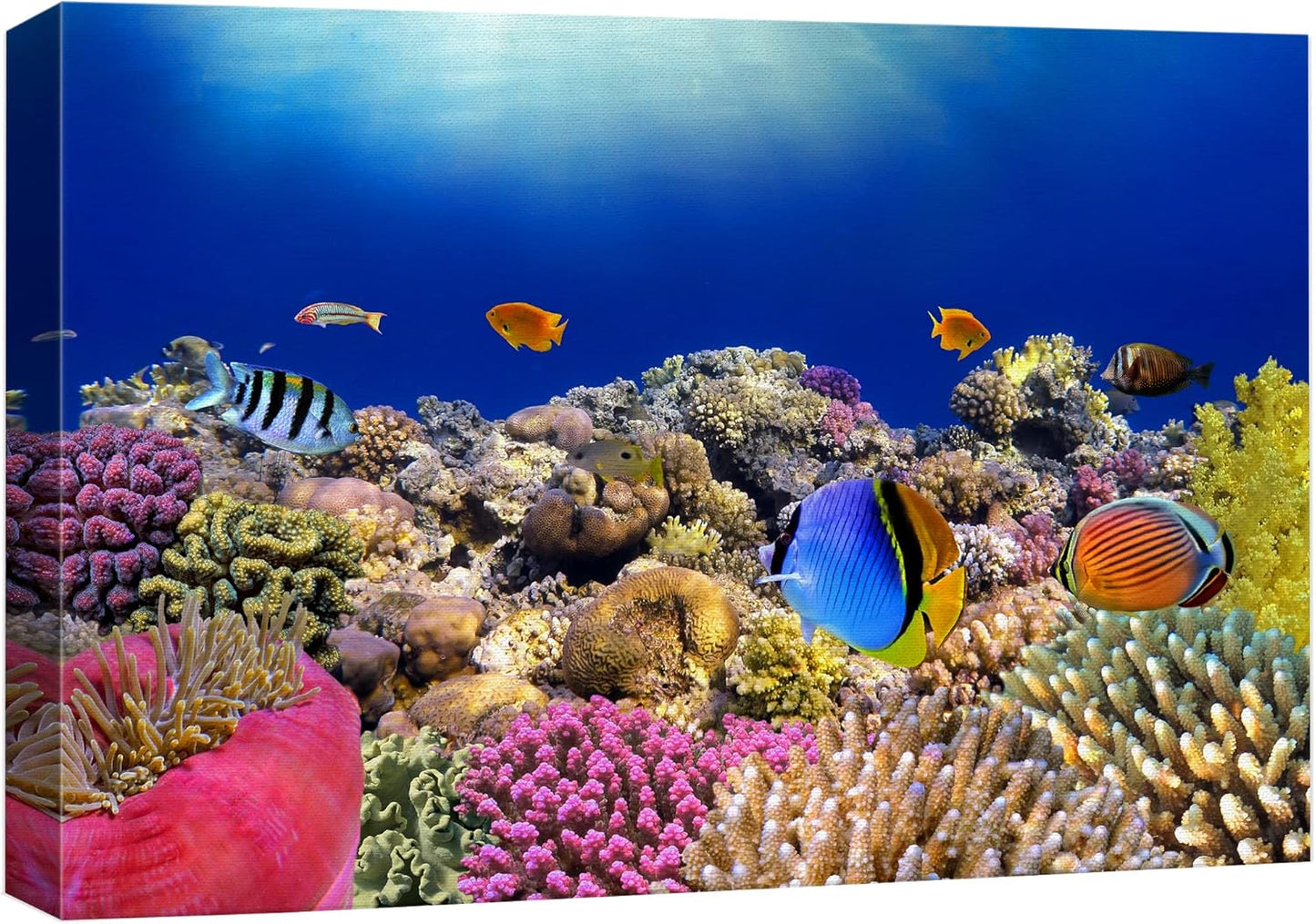 wall26 Canvas Print Wall Art Vibrant Coral Reef Anemone Fish Ecosystem Nature Animals Photography Realism Rustic Scenic Landscape Wilderness Earth Colorful for Living Room, Bedroom, Office - 16"x24"