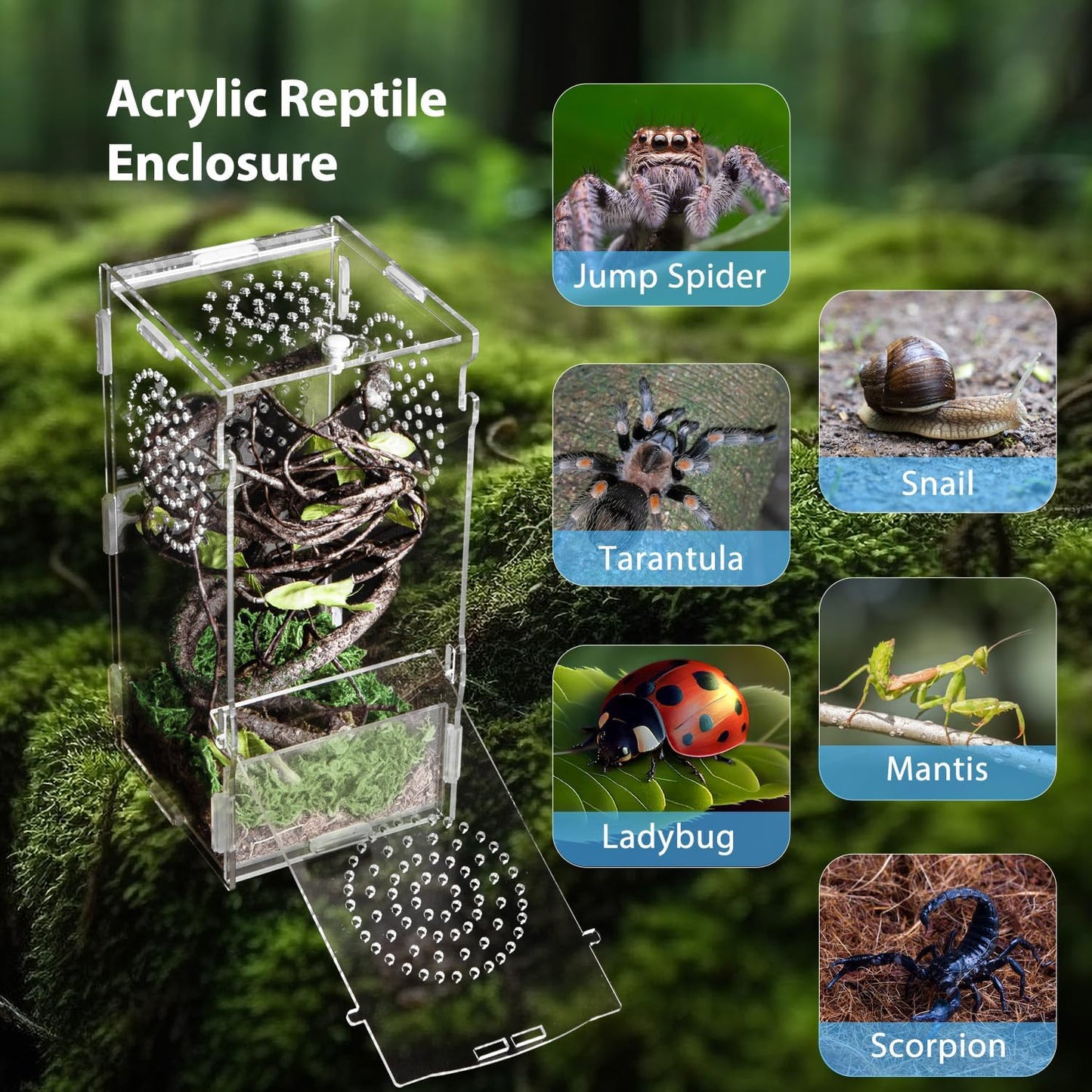 Jumping Spider Enclosure, Acrylic Praying Mantis Habitat, 8"*4"*4" Insect Terrarium, Small Reptile Cage Accessories with Secure Lock for Arboreal Tarantula, Snails, Bug, Lizard