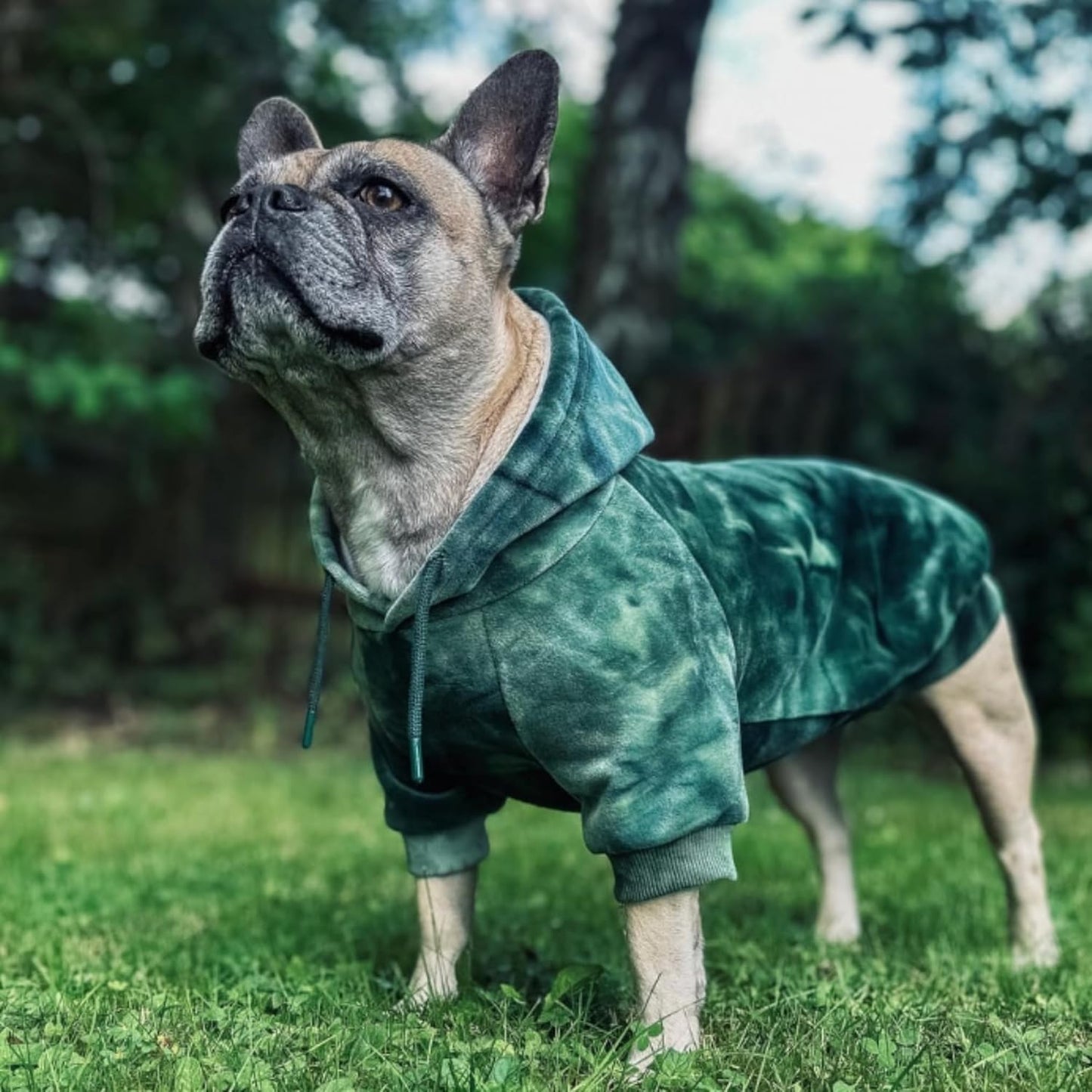 Spark Paws Dog Hoodie – Premium Dog Sweater for Small, Medium, and Large Dogs | Warm Outfits for French Bulldogs, Pitbull, Puppy, Winter Jacket Alternative - Green Skydye, 5XL
