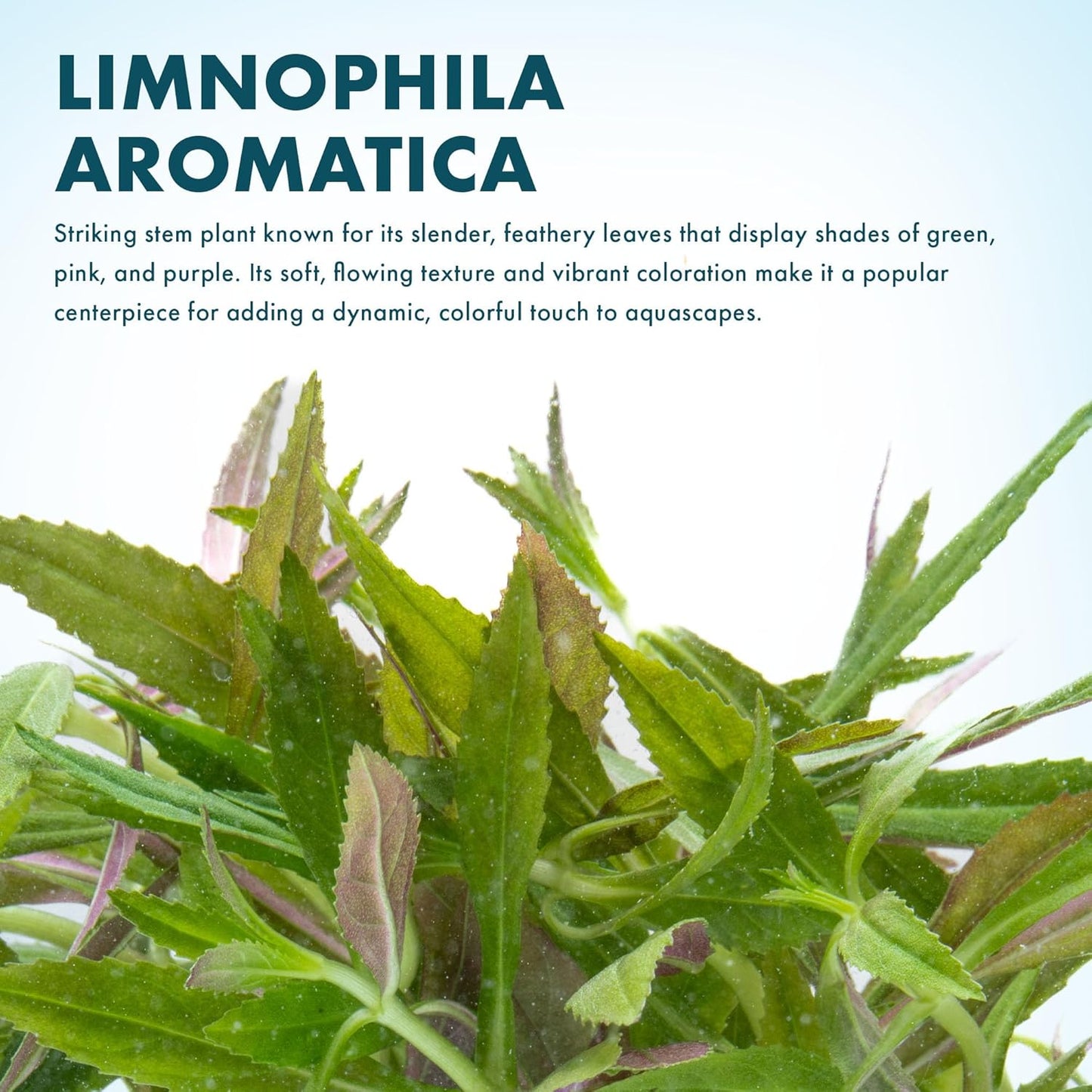 SubstrateSource Live Aquarium Stem Plants - Freshwater Aquatic Plant for Fish Tanks, Aquascaping - (Limnophila Aromatica, 1 Bunch)