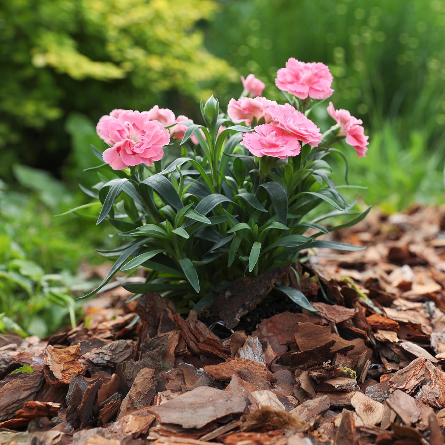 Premium Pine Bark Nuggets – Pine Bark Mulch for Gardens, Landscaping, Potted Plants, and Wood Chips for Garden Beds (0.2 CF - 4.8 L - 5 QTS)