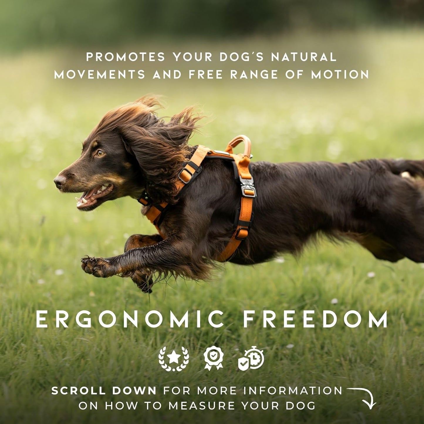 MADE TO ROAM Premium Explorer Harness - Y-Shaped Dog Harness with Adjustable Durable Nylon, Soft Padding, Metal Buckles and Leather Handle for Small, Medium, Large Dogs (Alaska Daybreak, Size 3)