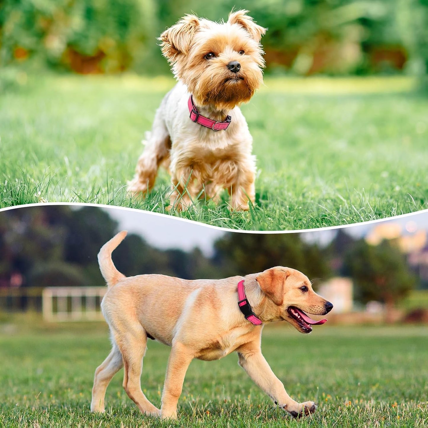 Reflective Dog Collar Padded with Soft Neoprene Breathable Quick Release Basic Dog Collars for Medium Dogs Hot Pink Girl